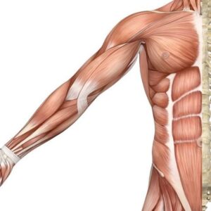 Muscle, Bone & Joint Health