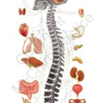 mychiropractice-nerve-chart-1-768x1060